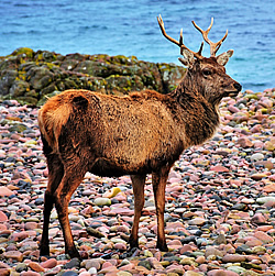 Skills-game-meat-processing